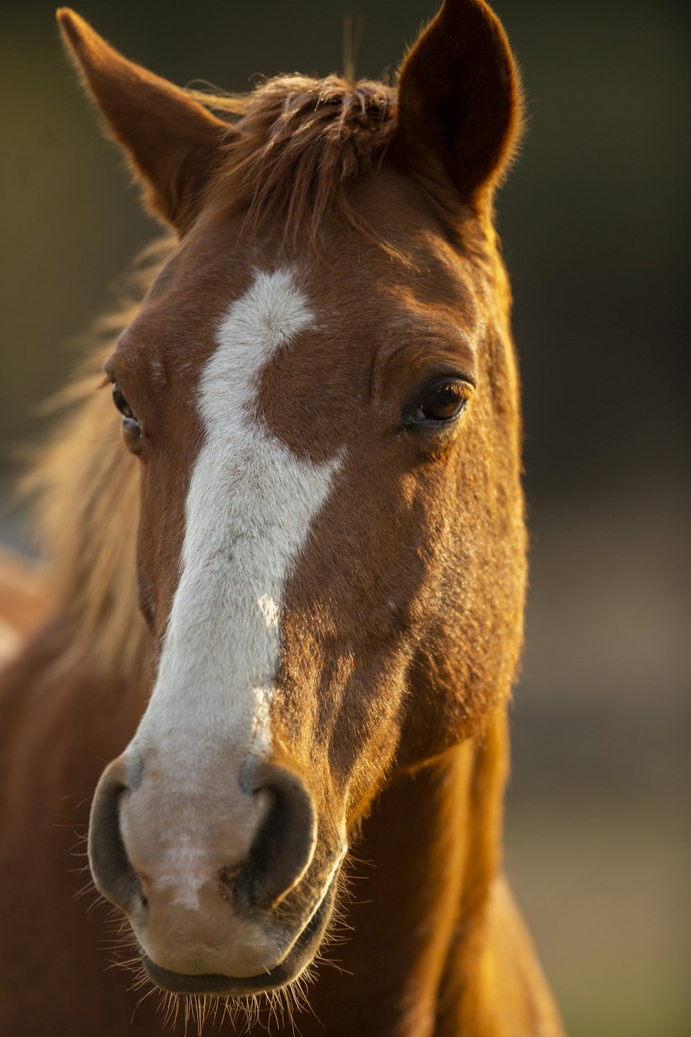 Pferd in Nahaufnahme &ndash; gut abgesichert mit der Pferde-OP-Versicherung
